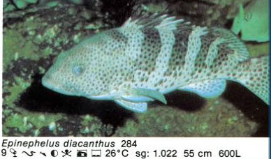 Epinephelus diacanthus